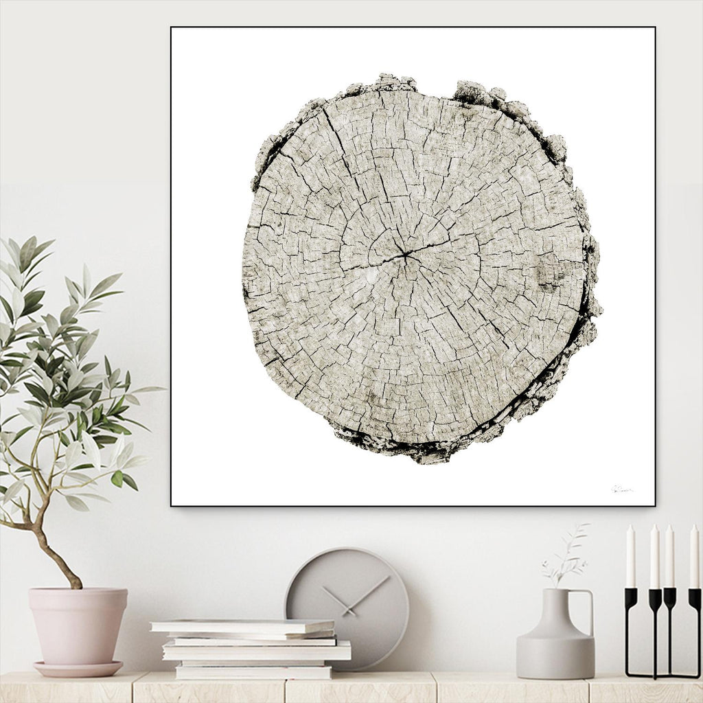 Woodland Years II on White by Sue Schlabach on GIANT ART - grey trees