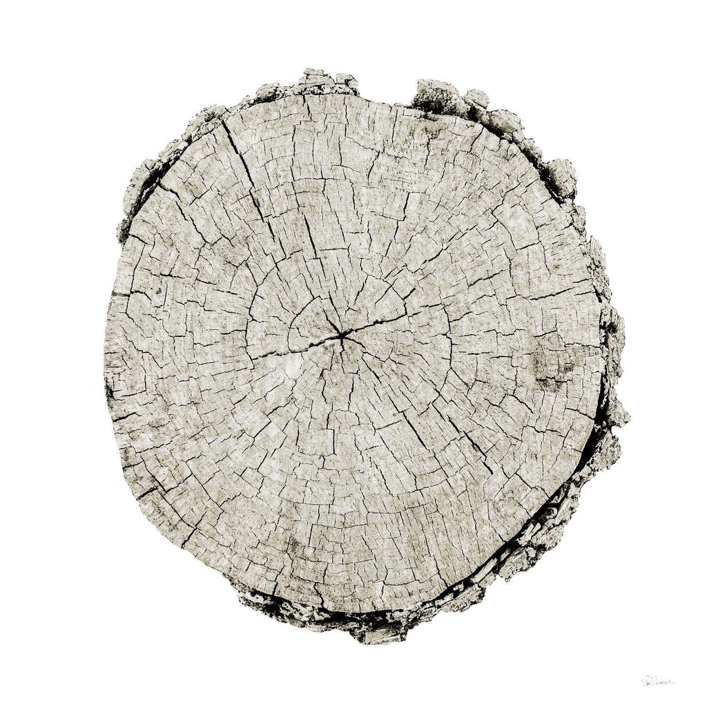 Années boisées II sur blanc par Sue Schlabach sur GIANT ART - arbres gris