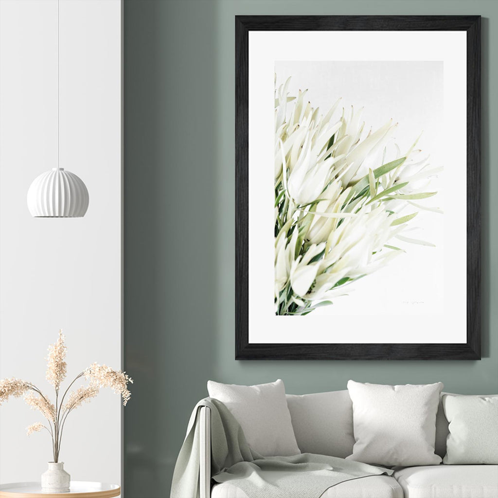Leucadendron  par Elise Catterall sur GIANT ART - bouquets multifloraux