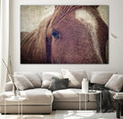 Dew Lashes by Debra Van Swearingen on GIANT ART - animals animals