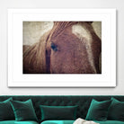 Dew Lashes by Debra Van Swearingen on GIANT ART - animals animals