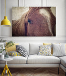 Dew Lashes by Debra Van Swearingen on GIANT ART - animals animals