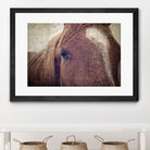 Dew Lashes by Debra Van Swearingen on GIANT ART - animals animals