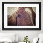 Dew Lashes by Debra Van Swearingen on GIANT ART - animals animals