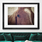 Dew Lashes by Debra Van Swearingen on GIANT ART - animals animals