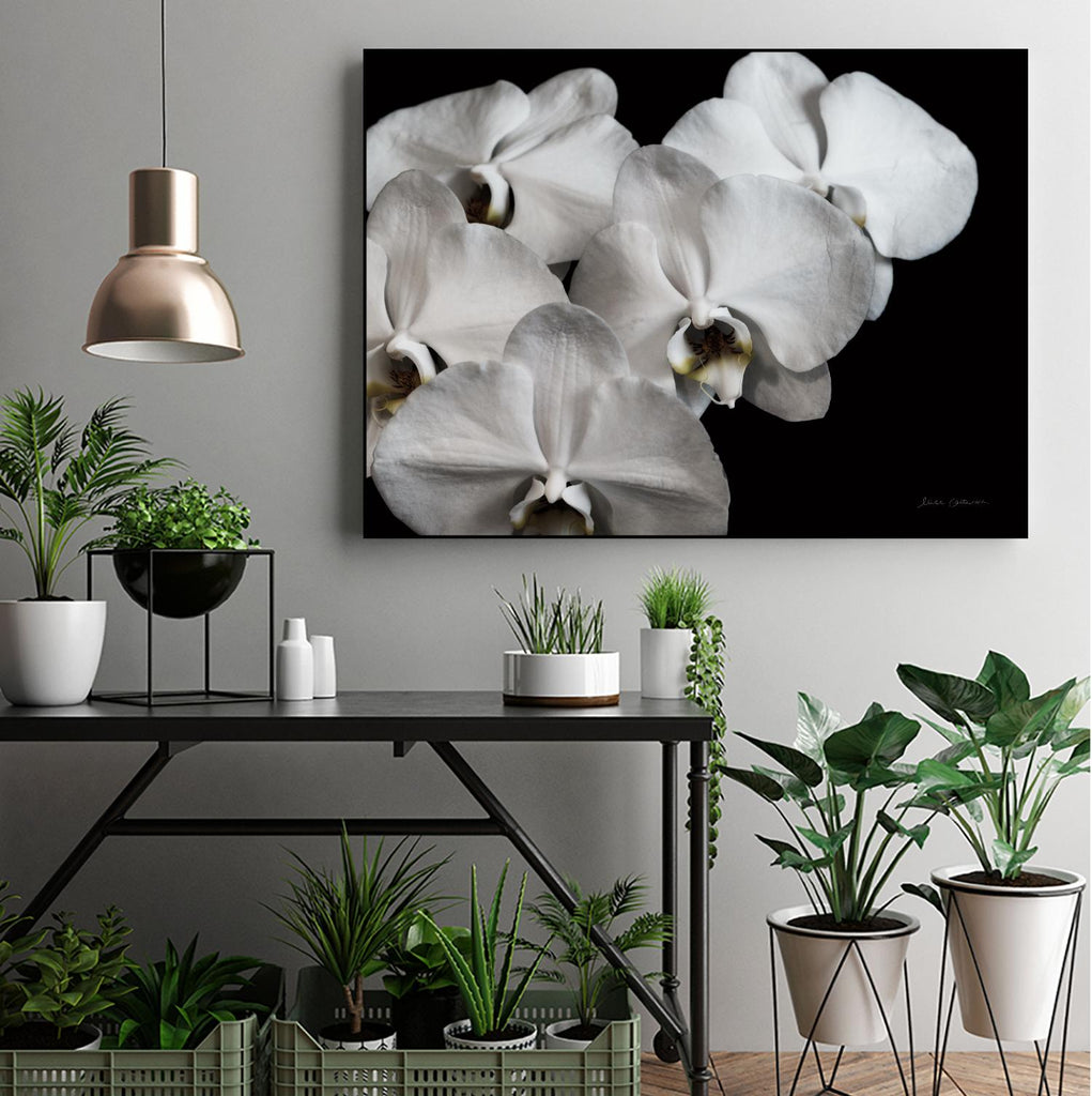 White Orchid II by Elise Catterall on GIANT ART - florals black and white