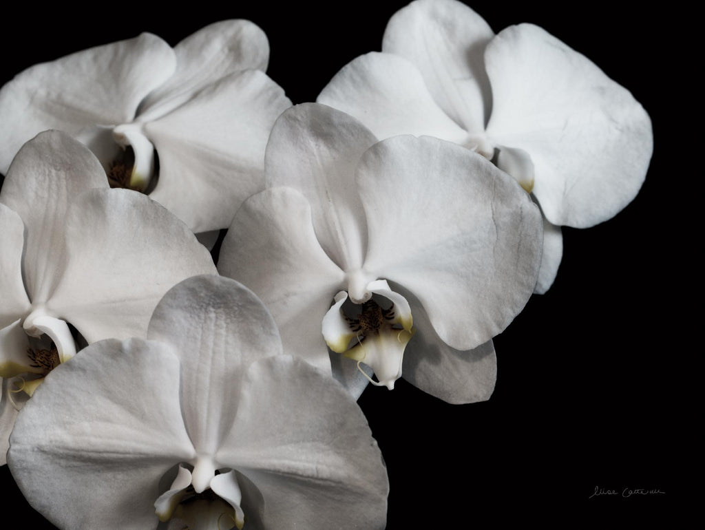 White Orchid II par Elise Catterall sur GIANT ART - fleurs en noir et blanc