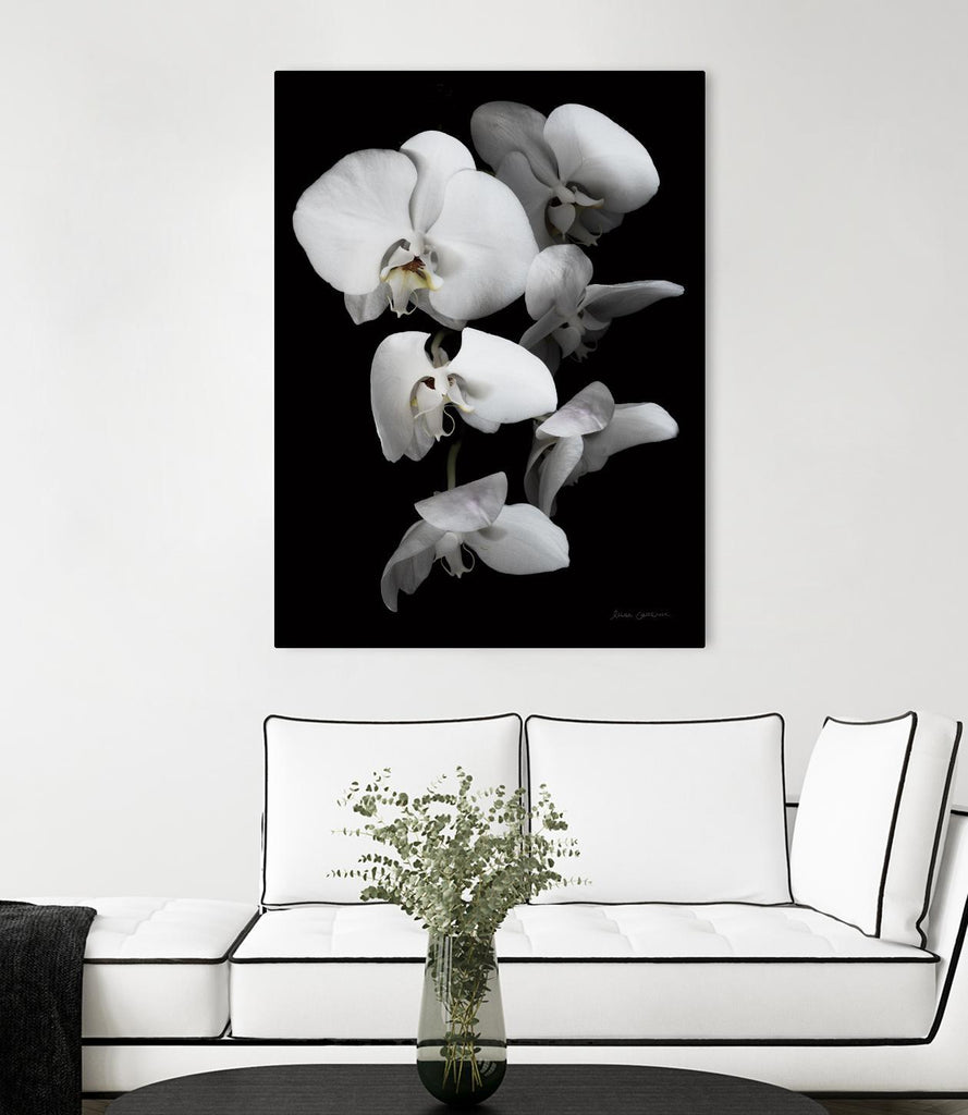 White Orchid III by Elise Catterall on GIANT ART - white botanical floral