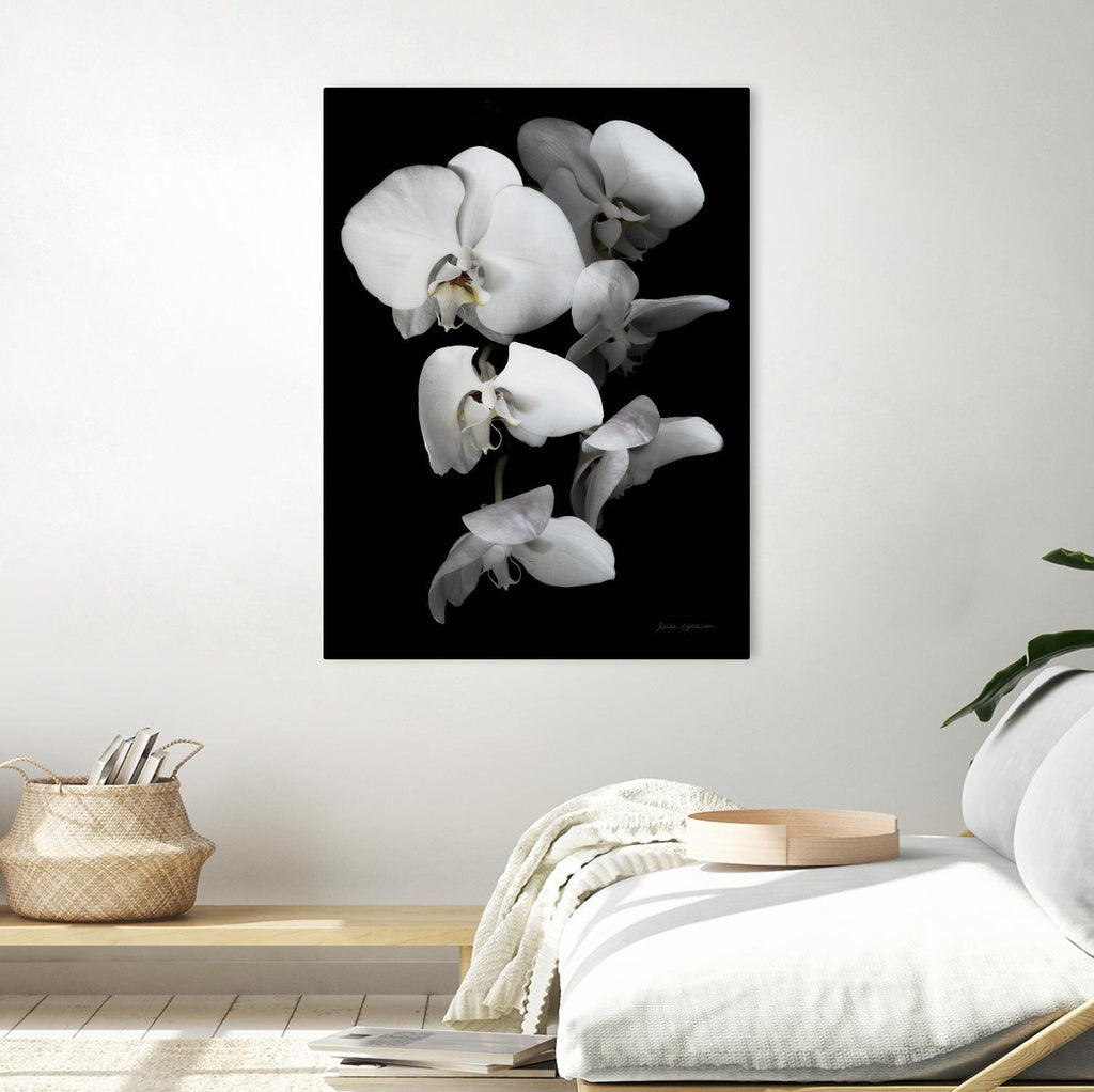 Orchidée blanche III par Elise Catterall sur GIANT ART - floral botanique blanc