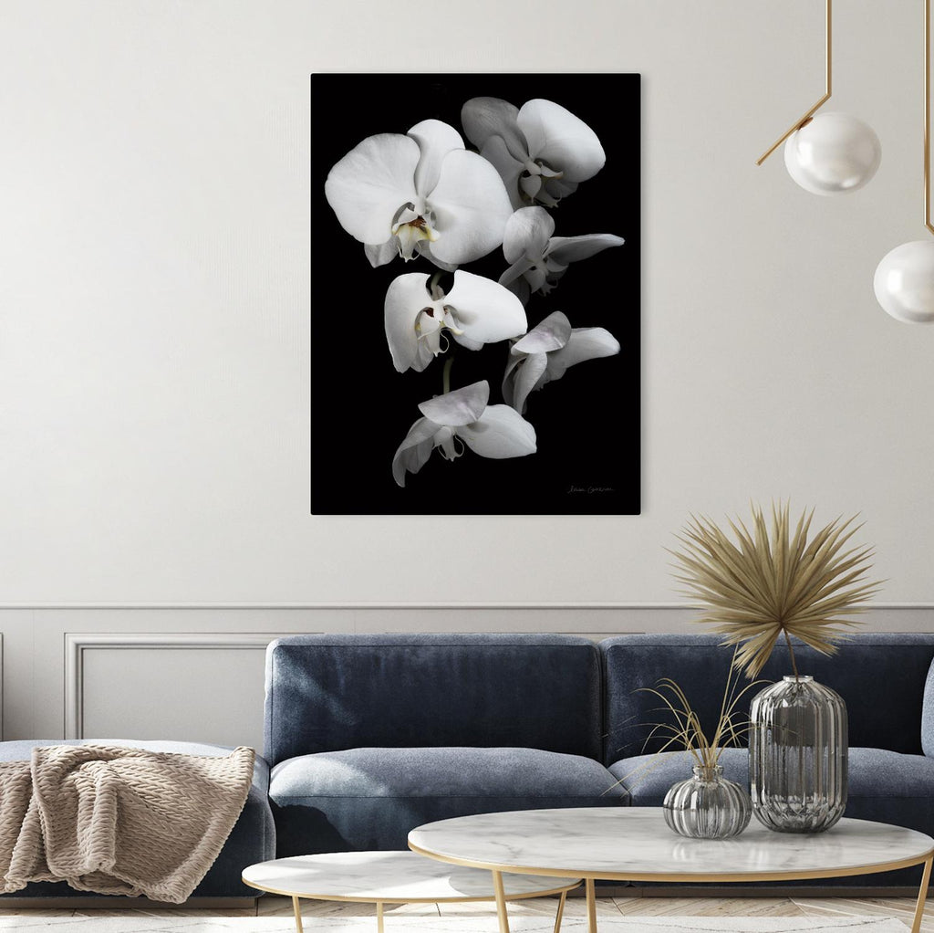 White Orchid III by Elise Catterall on GIANT ART - white botanical floral