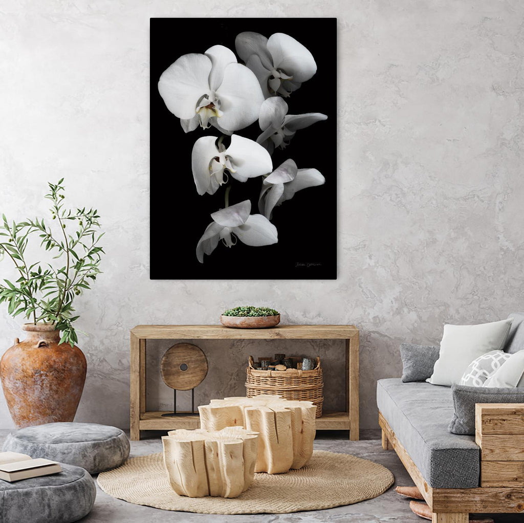 Orchidée blanche III par Elise Catterall sur GIANT ART - floral botanique blanc