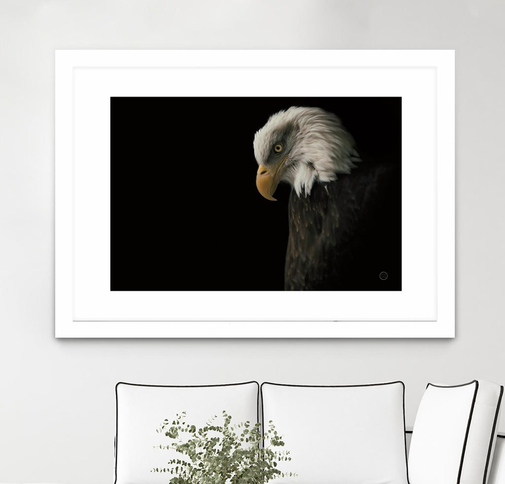 Eagle Bow by Nathan Larson on GIANT ART - white animals oiseau