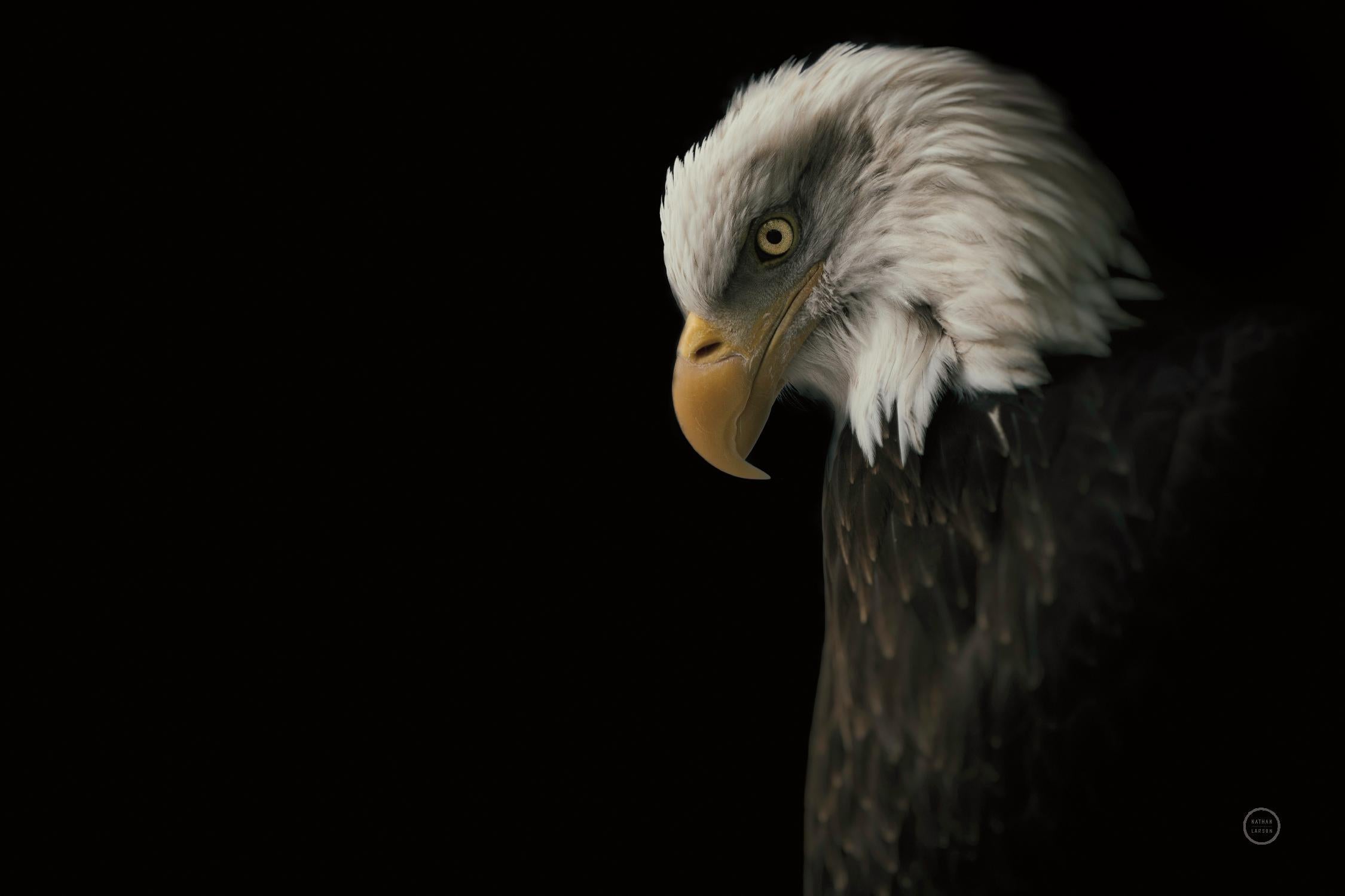 Eagle Bow par Nathan Larson sur GIANT ART - animaux aigle américain