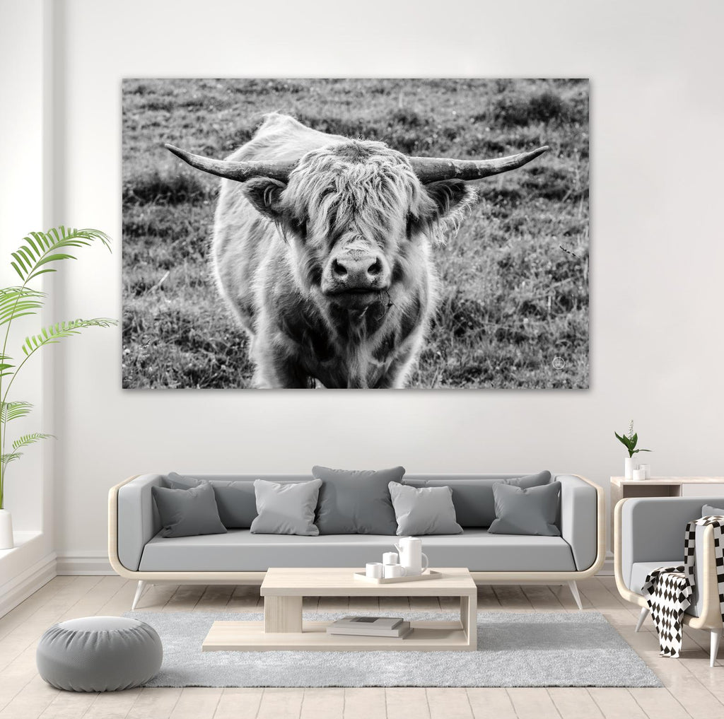 Highland Cow Staring Contest by Nathan Larson on GIANT ART - animals animals