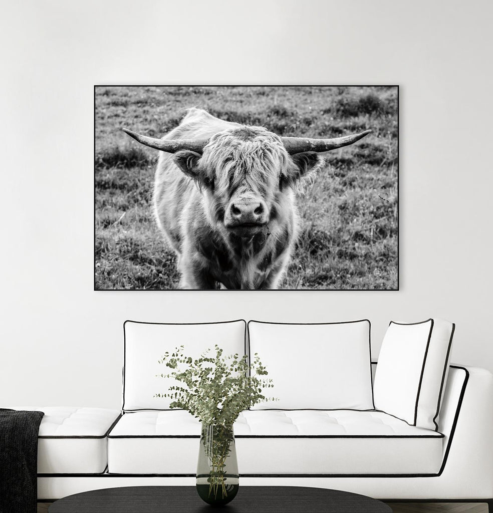 Highland Cow Staring Contest by Nathan Larson on GIANT ART - animals animals