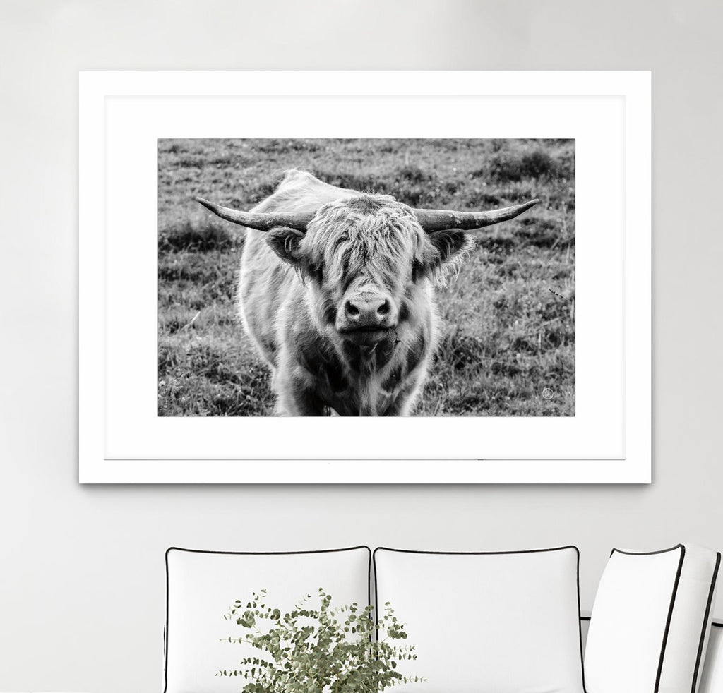 Highland Cow Staring Contest by Nathan Larson on GIANT ART - white animals highland cattle