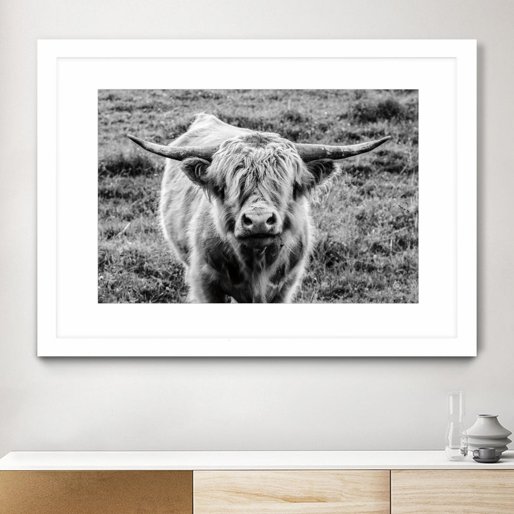 Highland Cow Staring Contest by Nathan Larson on GIANT ART - white animals highland cattle