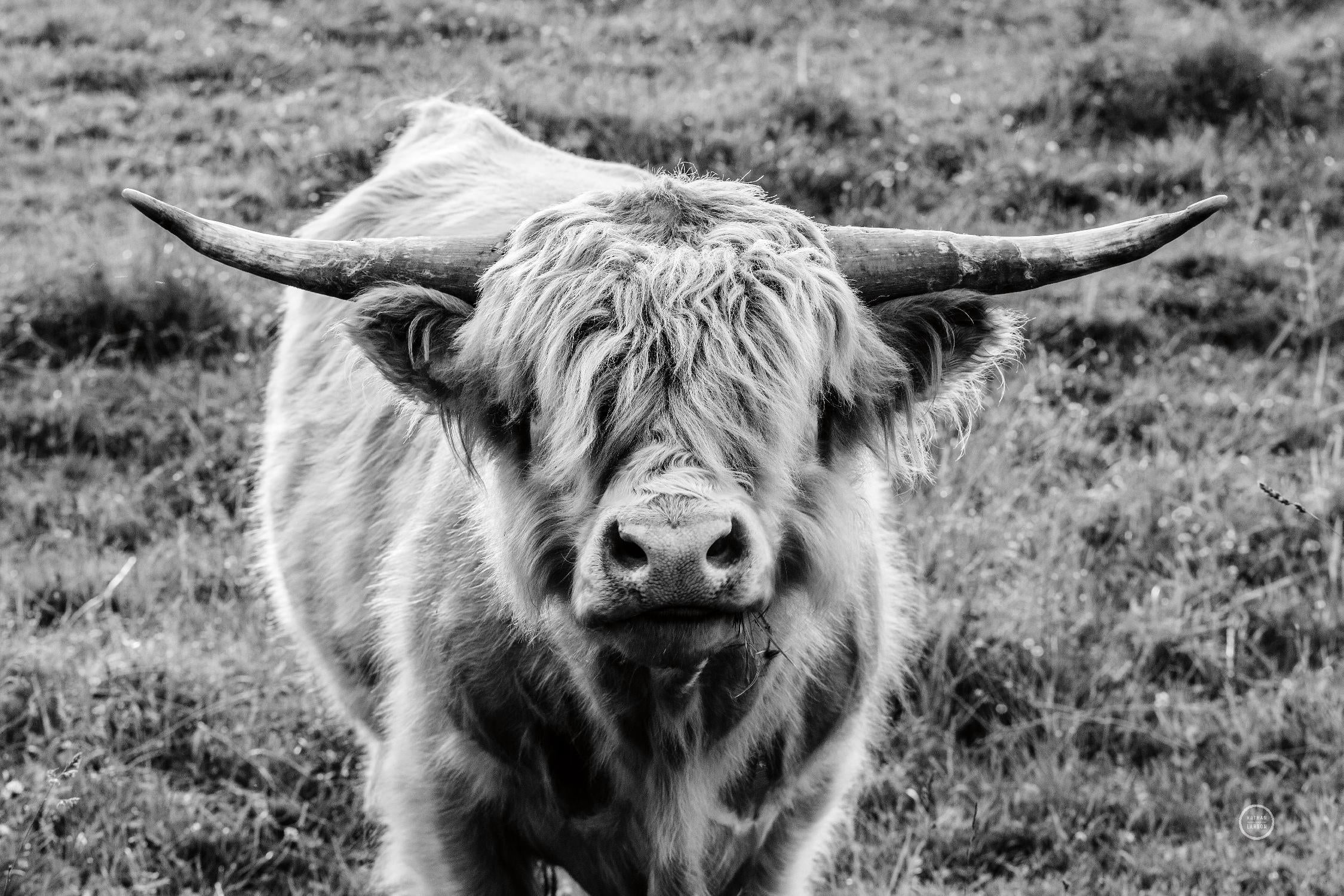 Highland Cow Staring Contest par Nathan Larson sur GIANT ART - animaux animaux