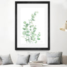 Eucalyptus I by Katrina Pete on GIANT ART - green plants & trees eucalyptus plants