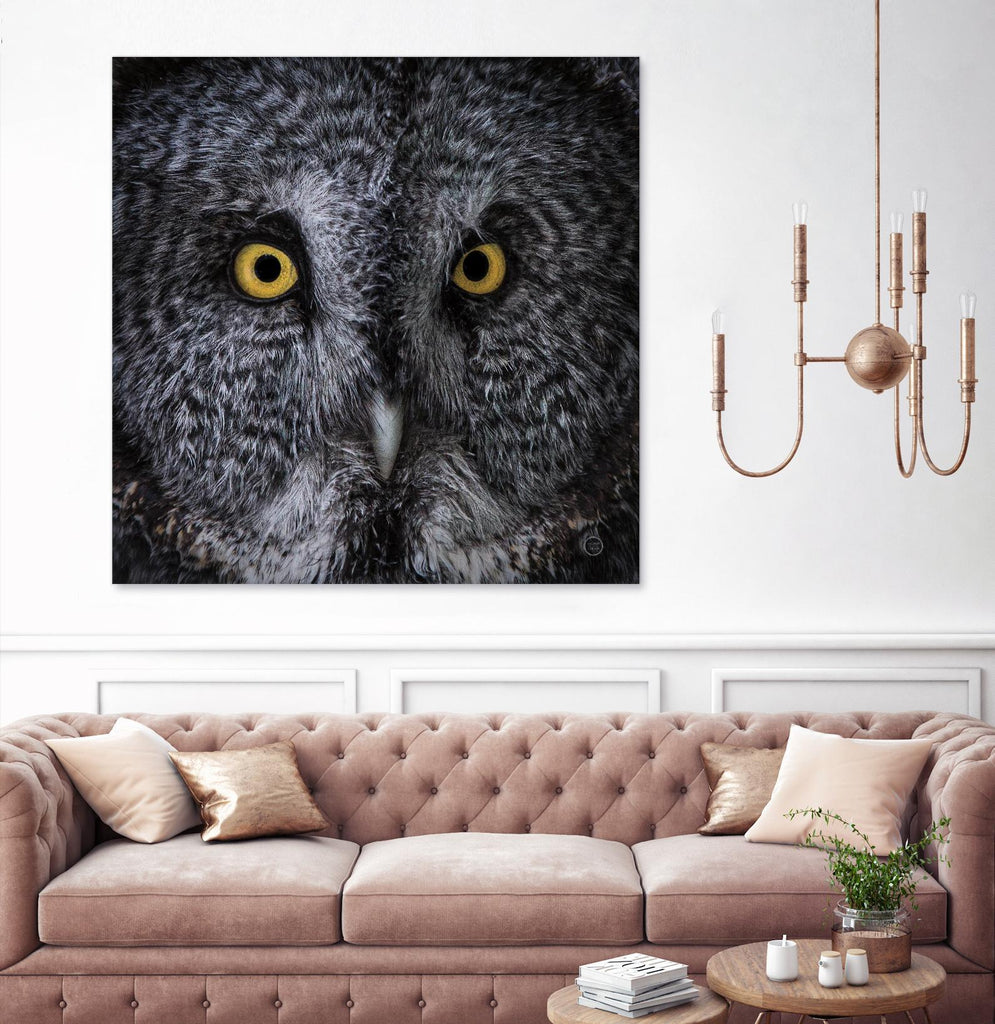 Great Grey Owl by Nathan Larson on GIANT ART - animals animals