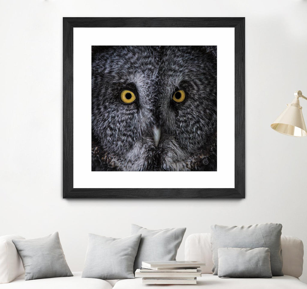 Great Grey Owl by Nathan Larson on GIANT ART - animals animals
