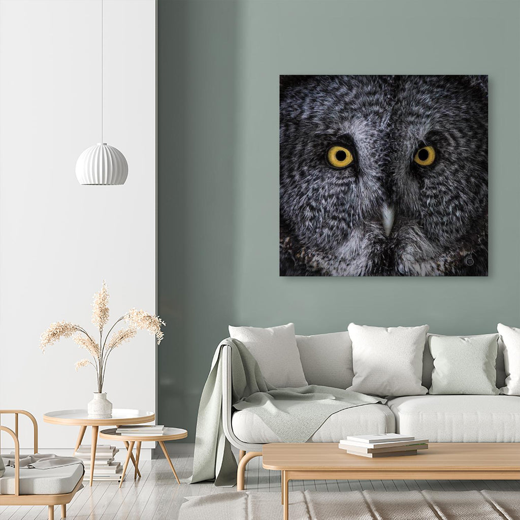 Great Grey Owl by Nathan Larson on GIANT ART - white animals close up