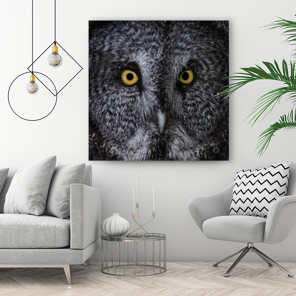 Great Grey Owl by Nathan Larson on GIANT ART - white animals close up