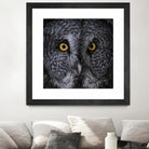 Great Grey Owl by Nathan Larson on GIANT ART - animals animals