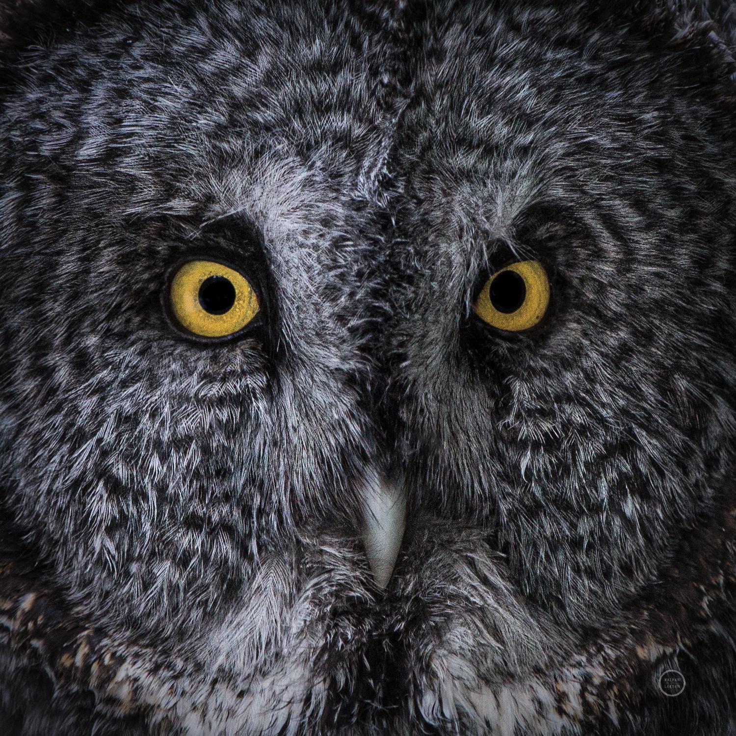 Great Grey Owl par Nathan Larson sur GIANT ART - animaux animaux