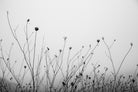 Autumn Grasses by Aledanda on GIANT ART - photography autumn