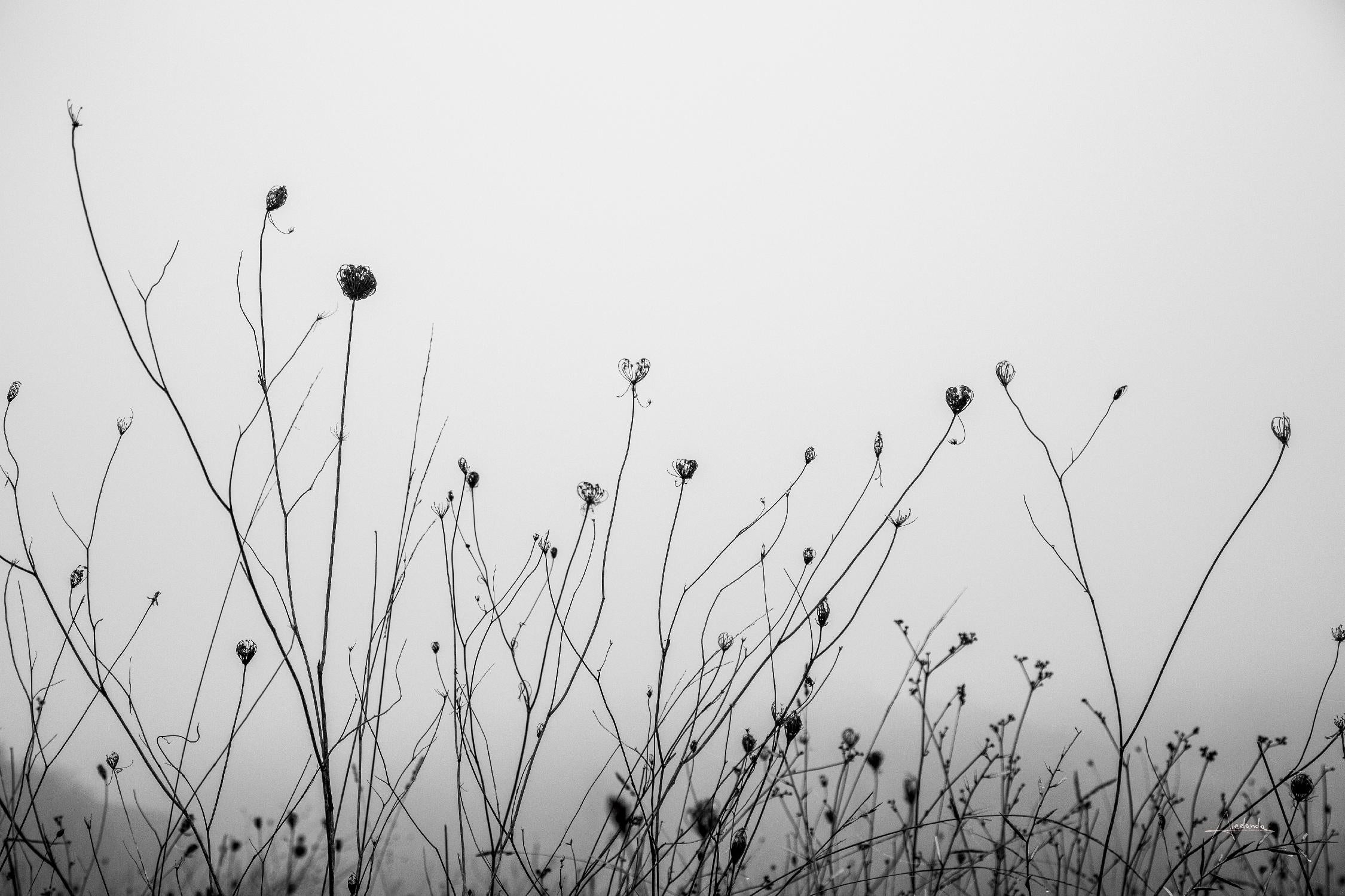 Autumn Grasses par Aledanda sur GIANT ART - photographie automne