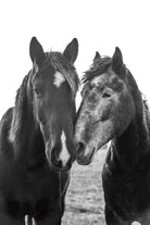 Good Friends Mane par Aledanda sur GIANT ART - animaux amish chevaux