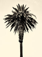 Palm Tree 1996 (Tan) by Erik Asla on GIANT ART - multicolor photography; contemporary