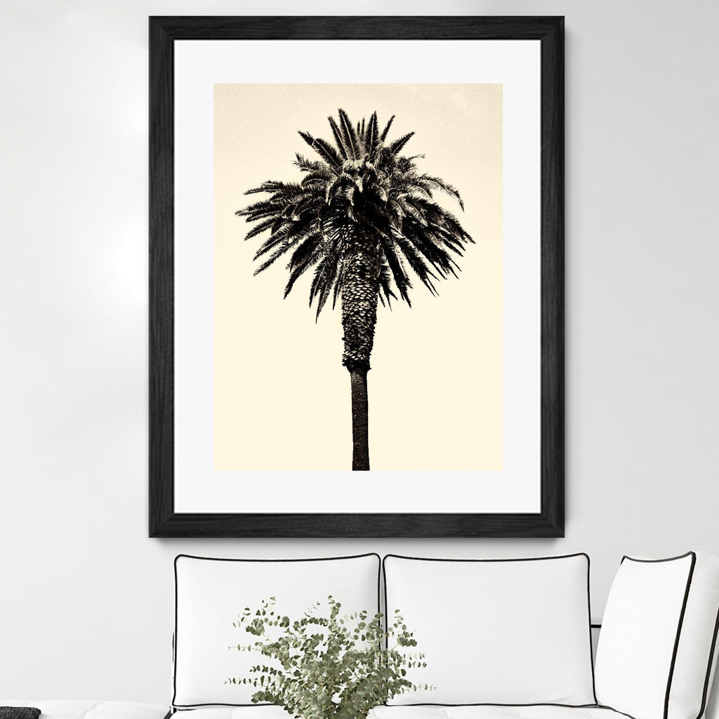 Palm Tree 1996 (Tan) by Erik Asla on GIANT ART - multicolor photography; contemporary