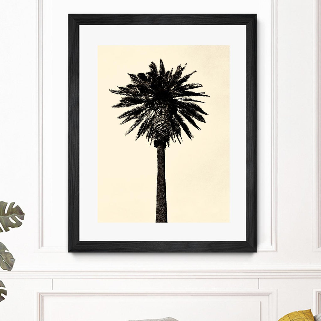 Palm Tree 1979 Tan by Erik Asla on GIANT ART - multicolor photography; contemporary