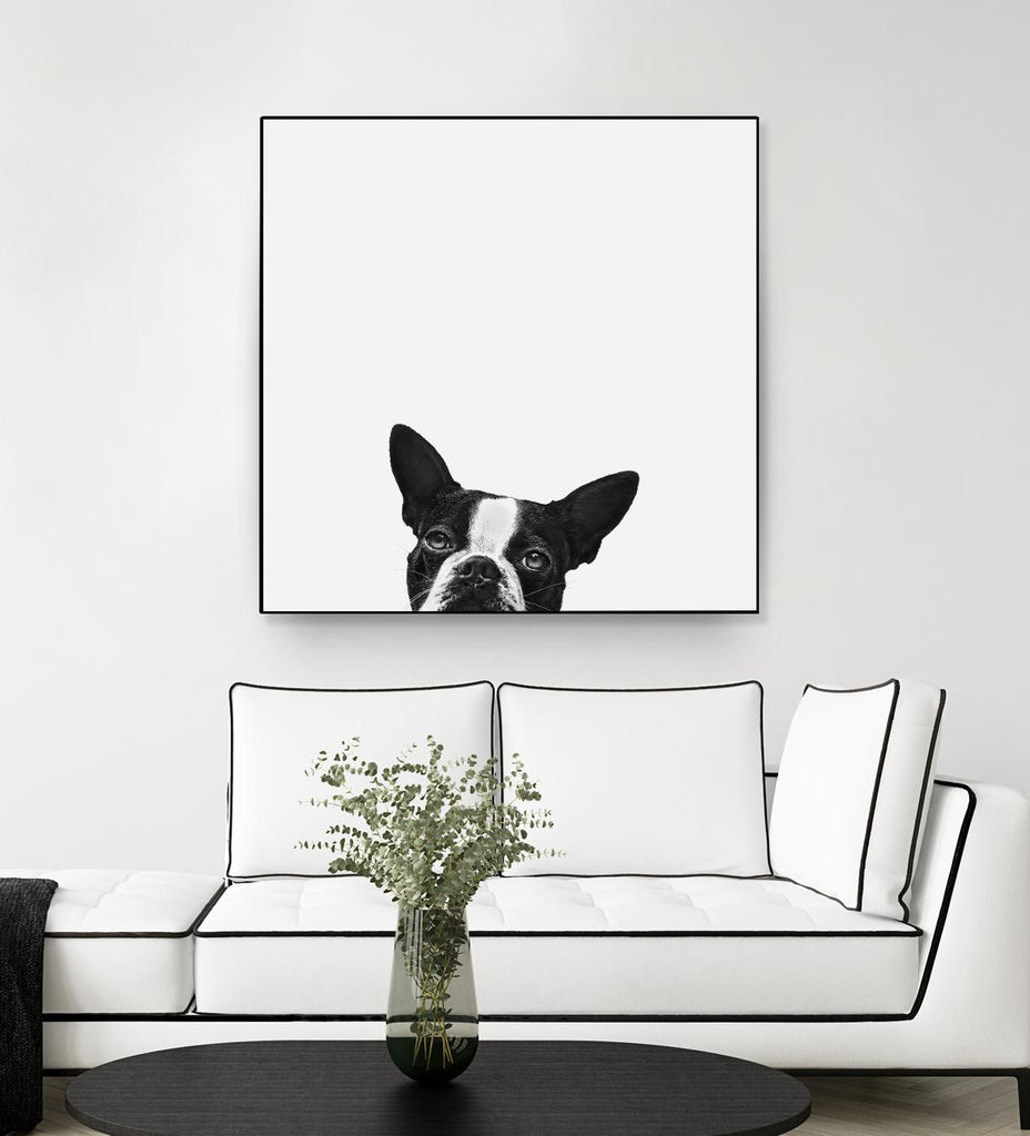 Loyalty par Jon Bertelli sur GIANT ART - photographie noir et blanc, animaux, chiens, humour