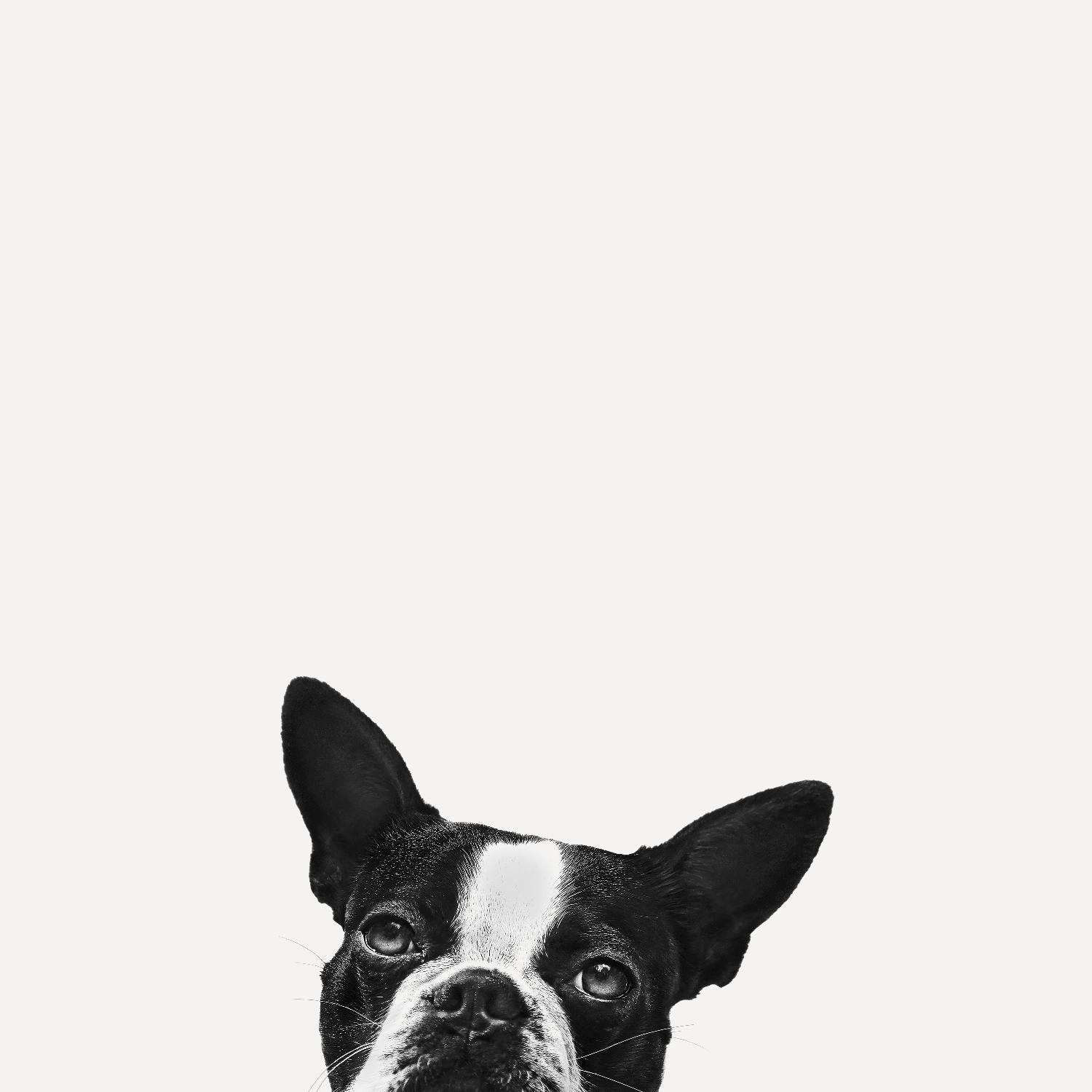 Loyalty par Jon Bertelli sur GIANT ART - photographie noir et blanc, animaux, chiens, humour