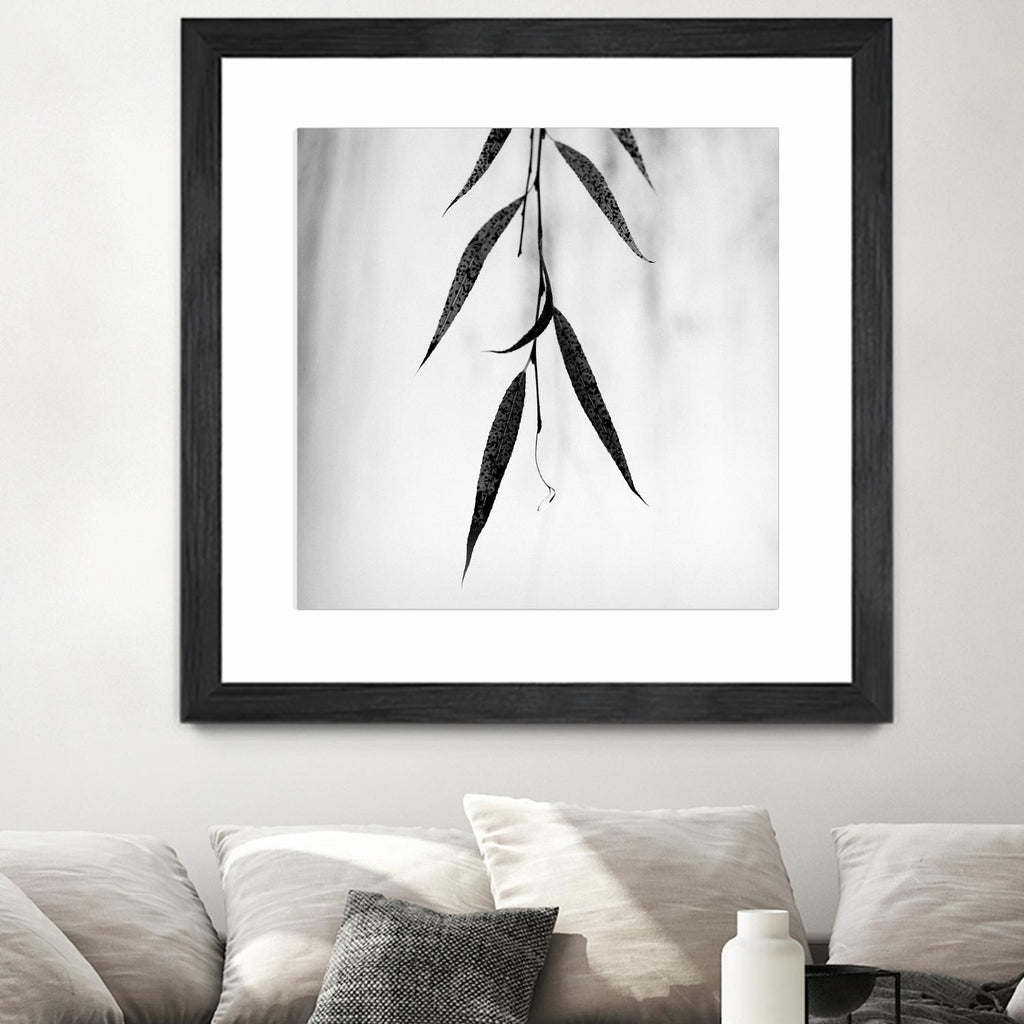Willow Print No. 2 by Nicholas Bell on GIANT ART - multicolor photography