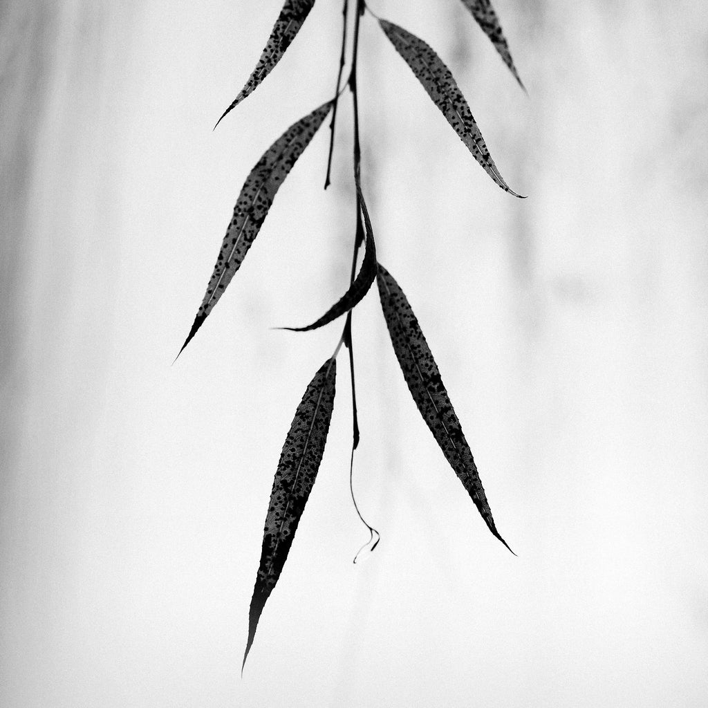 Willow Print No. 2 by Nicholas Bell on GIANT ART - multicolor photography