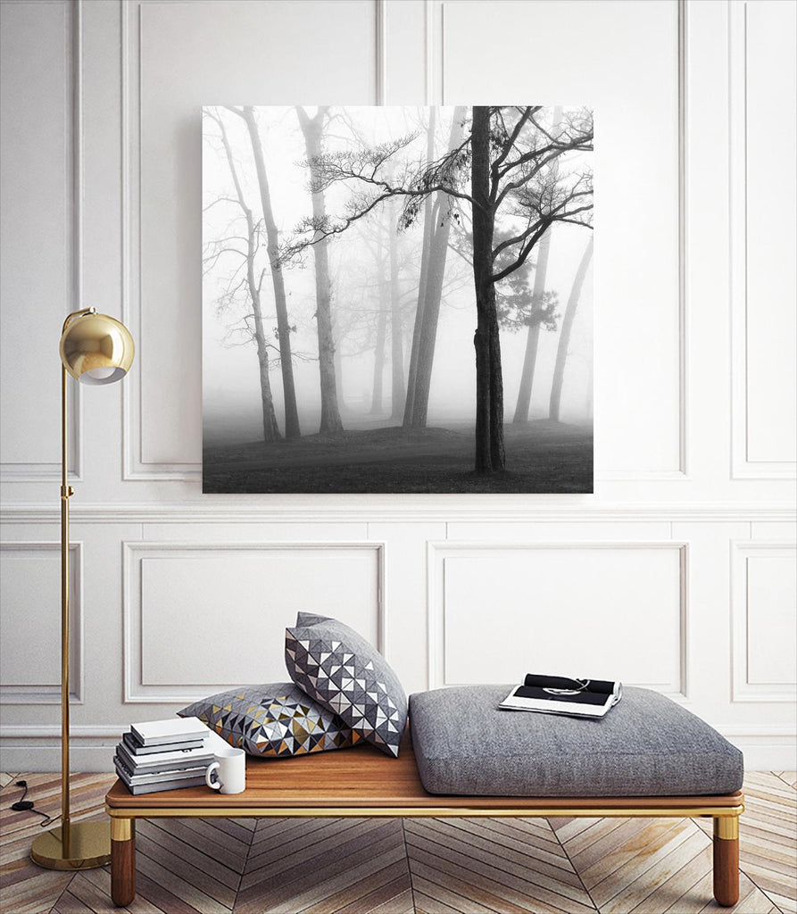 Etheral Trees by Nicholas Bell on GIANT ART - white black & white forest