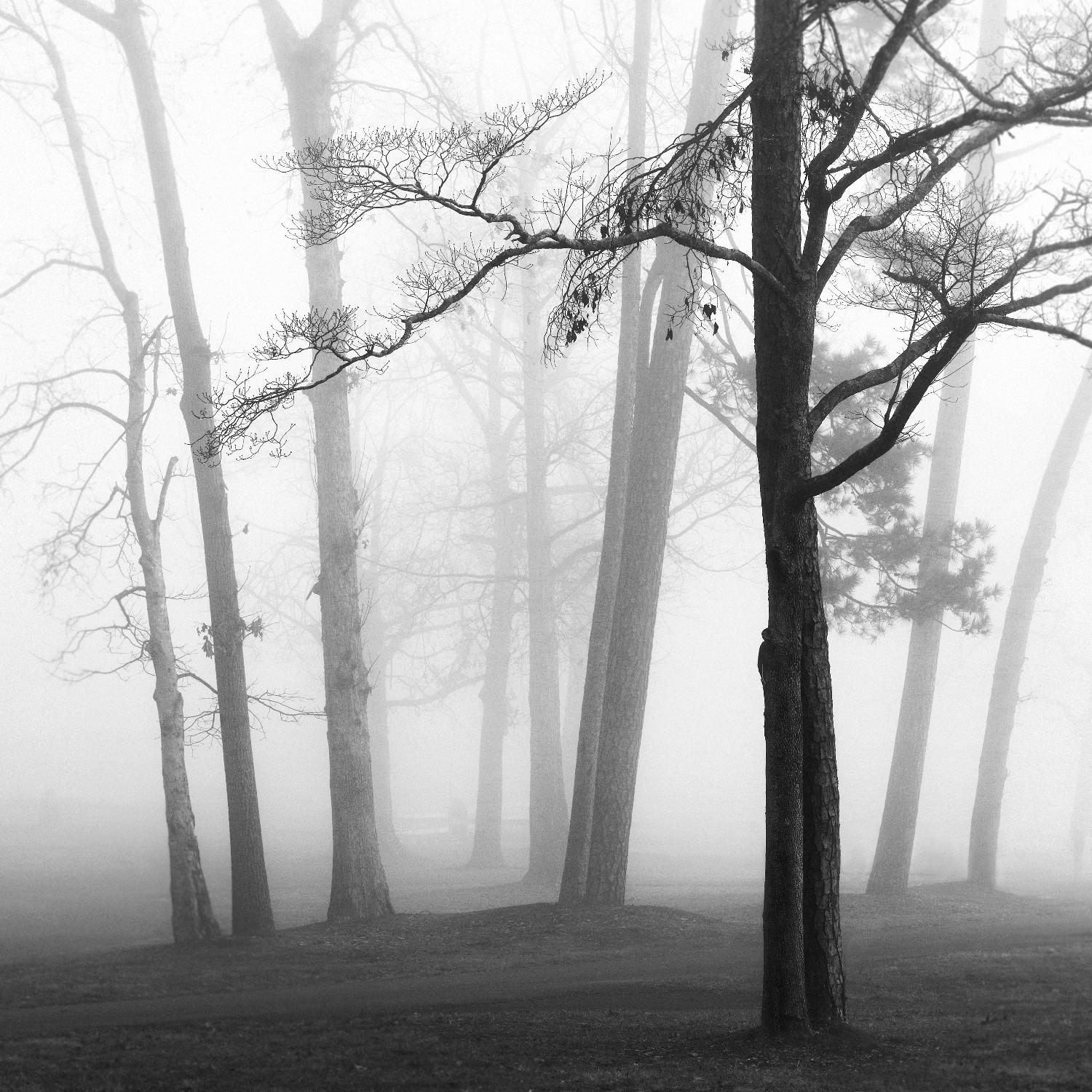 Etheral Trees par Nicholas Bell sur GIANT ART - paysages roses, oranges, photographie