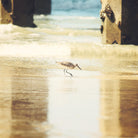 Walking on the Beach by Sylvia Coomes on GIANT ART - brown nautical