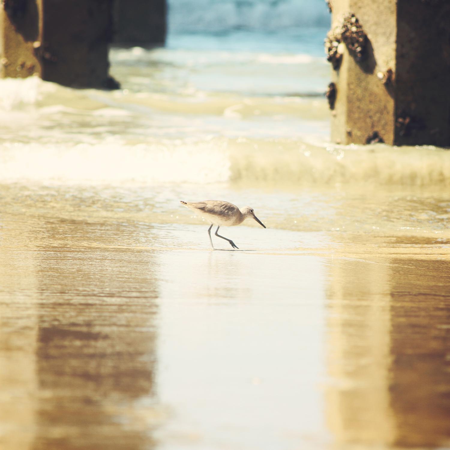 Marcher sur la plage par Sylvia Coomes sur GIANT ART - marron nautique