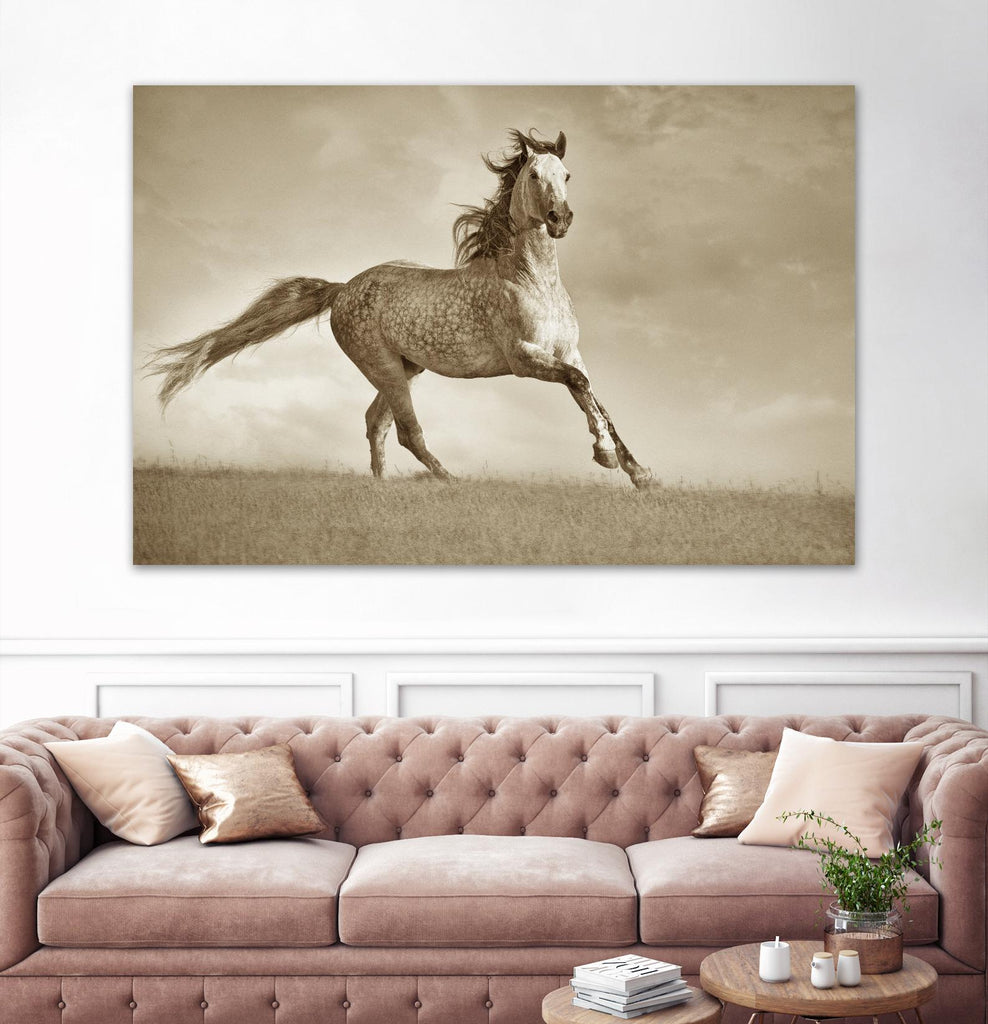 Like the Wind by Lisa Dearing on GIANT ART - multicolor photography; animals