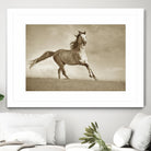 Like the Wind by Lisa Dearing on GIANT ART - multicolor photography; animals