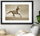 Like the Wind by Lisa Dearing on GIANT ART - multicolor photography; animals