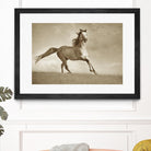 Like the Wind by Lisa Dearing on GIANT ART - multicolor photography; animals