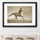 Like the Wind by Lisa Dearing on GIANT ART - multicolor photography; animals