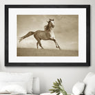 Like the Wind by Lisa Dearing on GIANT ART - multicolor photography; animals