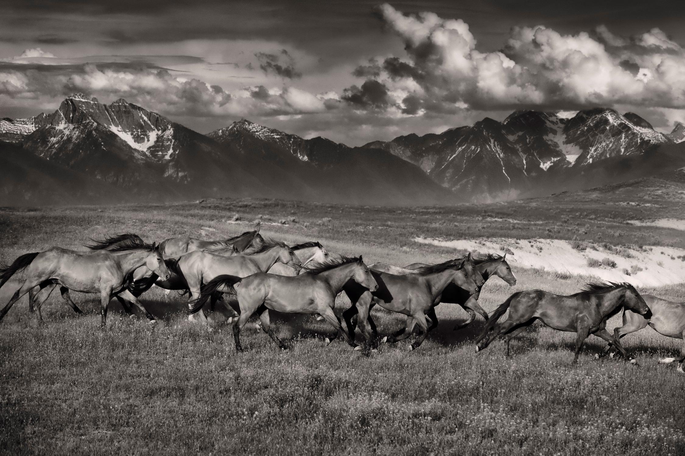 Mountain Range Mavericks by Lisa Dearing on GIANT ART - multicolor photography; animals